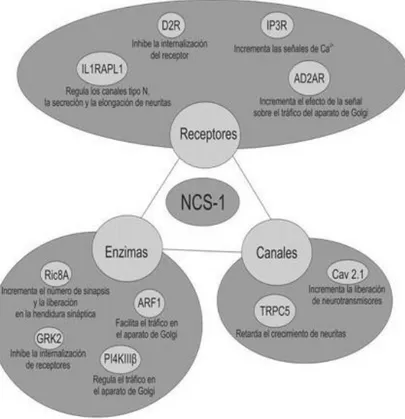 Fig. 1. Representación esquemática de la interacción de NCS-1 