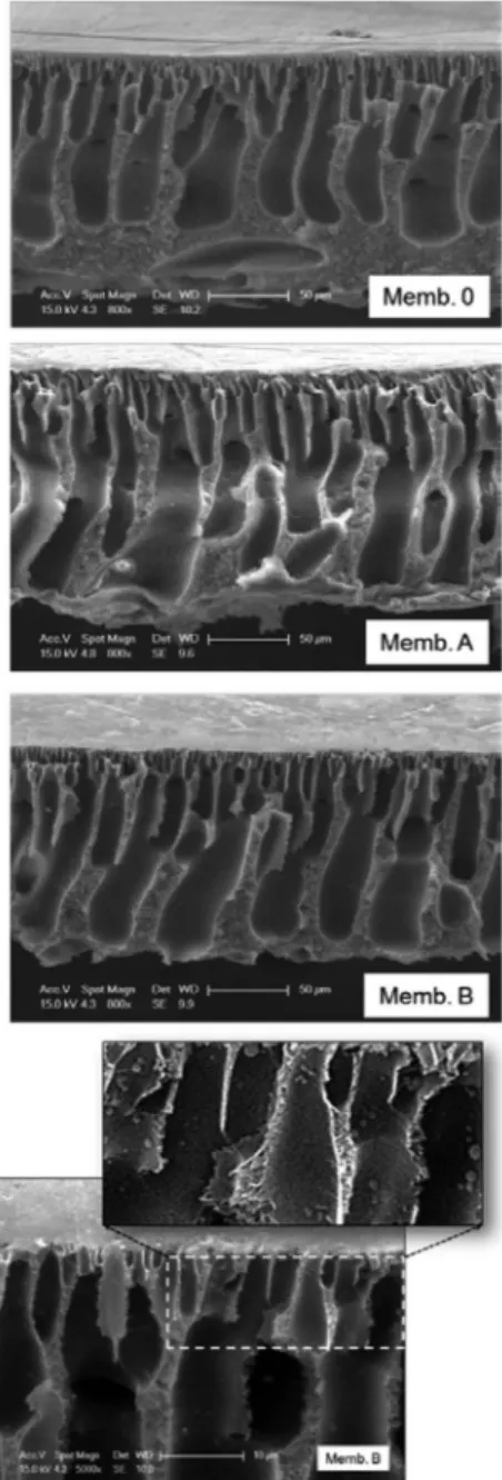 Fig. 8 SEM cross-section images of synthesized membranes at two di ﬀerent magniﬁcations: 800 and 5000