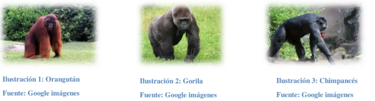 Ilustración 1: Orangután  Fuente: Google imágenes   