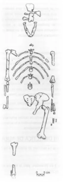 Ilustración 6: Lucy.  Australopithecus afarensis  Fuente: Elaboración propia.  Museo de la Evolución Humana 