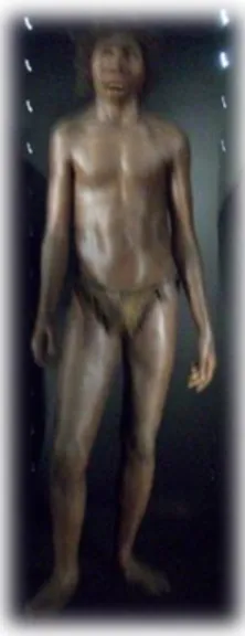 Ilustración 11: Homo ergaster.  Fuente: Elaboración propia.  Museo de la Evolución Humana 
