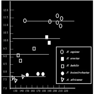 Figura 2. Gráfico de encefalización  en los homininos. Ilustración de  Groves (1989). 