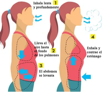 Figura  3:  La  respiración  abdominal.  ( http://www.alentiapsicologia.es/blog/tecnica- http://www.alentiapsicologia.es/blog/tecnica-de-respiracion-abdominal/