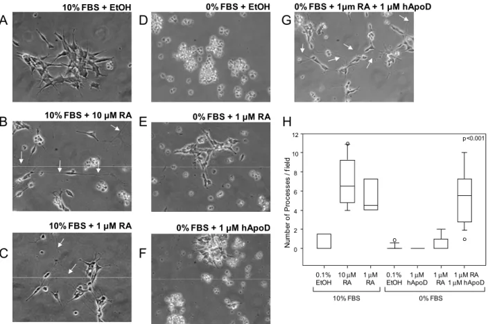 Figure 5.  Physiological role of RA and hApoD in neuronal differentiation. 