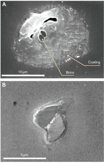 Fig. 2. Scanning electron microscope (SEM) micrographs used for  computing the cross-sectional areas of flagelliform fibres