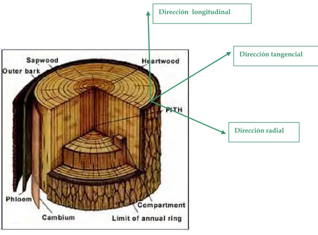 Fig. 1.11. Estructura de la madera: zonas del tronco y planos de simetría de la madera. 