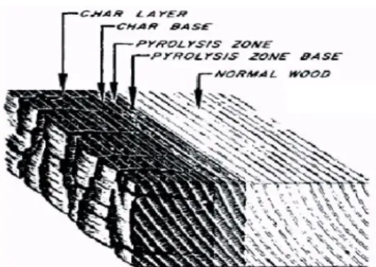 Figura 1 – Zonas de degradación en una  sección de madera (Schaffer 1984) 