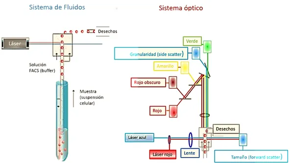 Figura 5. Ilustración de dos de los sistemas principales que constituyen un citómetro de  flujo; Sistema de fluidos y sistema óptico
