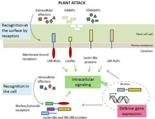 Figura 3. Inmunidad innata de la planta. Percepción de patógenos, microbios o  daños moleculares por parte de los receptores y puesta en marcha de los mecanismos  de defensa [6]