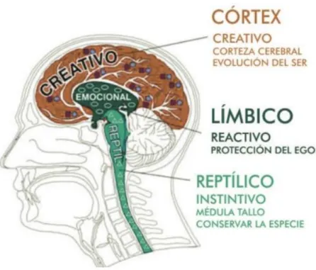 Figura 4: Imagen de los 3 cerebros  