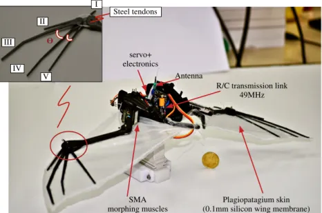 Figure 1. Actuation mechanisms: (i) four SMA-muscles (supplied by Migamotors) of 1 .1 g that provide the morphing wing motion, (ii) one servo motor of 8g that provides the flapping-wing motion