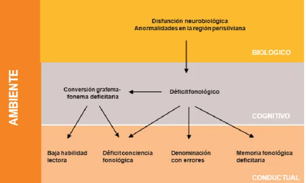 Gráfico 1. «Brain, Mind and Behaviour in Dyslexia». Frith, U. (1997): In C. Hulme &amp; M.J