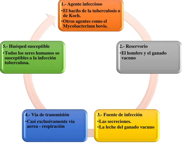 Ilustración 3. Flujo de trasmisión de la tuberculosis.   Fuente: (Mejia, 2012) 