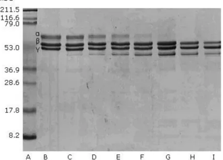 Fig. 2 - Fibrinogenolytic effect of P.l.h crude venom against human fibrinogen.  Porthidium l