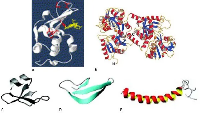 Fig. - Structure of the most abundant AMPs in the respiratory tract. 