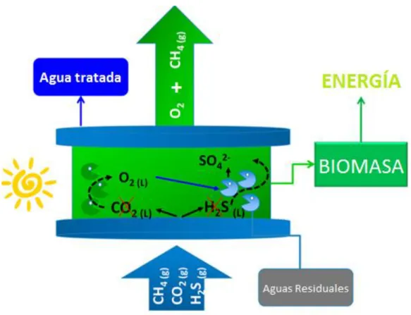 Figura 8. Esquema del proceso en el consorcio microalgas-bacterias. 