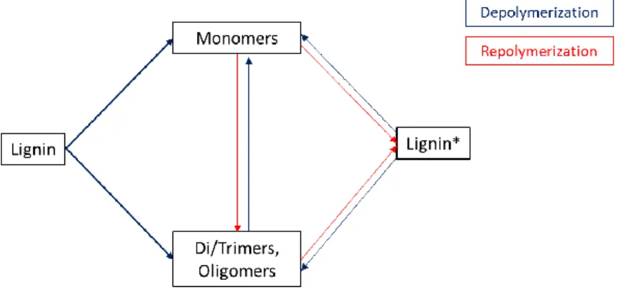 Figure 8. Possible reaction pathway of lignin in hydrothermal processes using sub and 