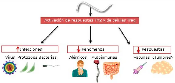 Fig. 2. La regulación por los helmintos de las respuestas inmunitarias de sus respectivos 