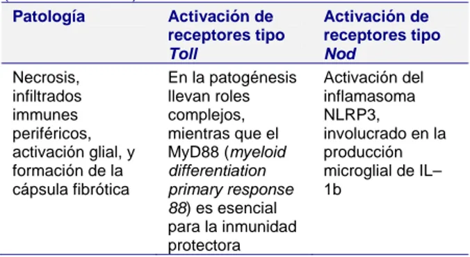 Tabla 1. Comportamiento de los TLR y NLR durante el AC  (modificado de 23) Patología  Activación de  receptores tipo  Toll  Activación de  receptores tipo Nod  Necrosis,  infiltrados  immunes  periféricos,  activación glial, y  formación de la  cápsula fib