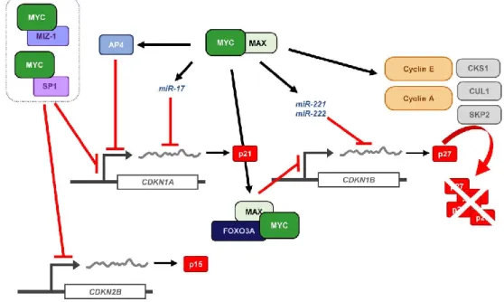 Figure  4.  Mechanisms  for  MYC-mediated  antagonism  of  CKIs  p15,  p21,  and  p27