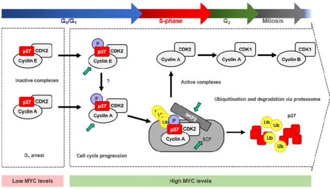 Figure 5. Mechanism for p27 degradation through MYC/CDK2/SKP2 axis. Scheme summarizing the  proteasomal  degradation  of  p27  by  the  SCF SKP2   complex  induced  by  MYC