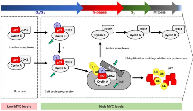 Figure 5. Mechanism for p27 degradation through MYC/CDK2/SKP2 axis. Scheme summarizing the  proteasomal  degradation  of  p27  by  the  SCF SKP2   complex  induced  by  MYC