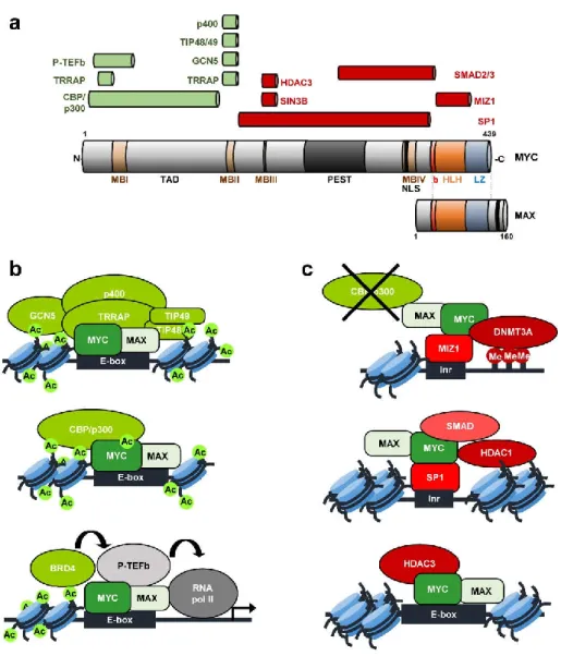 Figure 1. Oncogene c-MYC (MYC) structure and interaction complexes. (a) MYC structural domains  are  represented