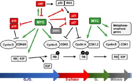 Figure  2.  Impact  of  MYC  on  cell-cycle  regulation.  MYC  stimulates  cell-cycle  progression  and  the  cellular  proliferation  through  the  regulation  of  genes  related  to  cell-cycle  control