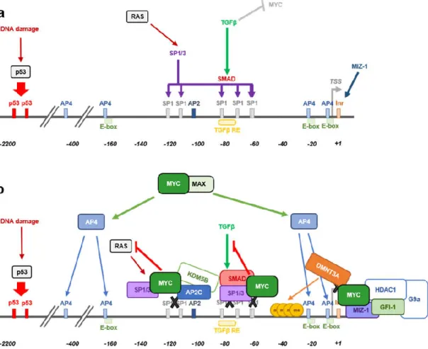 Figure  3.  Transcriptional  repression  of  CDKN1A  (p21)  by  MYC.  (a)  Scheme  of  CDKN1A  promoter  region showing the localization of responsive elements for different transcription factors