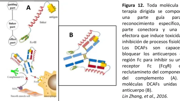 Figura  12.  Toda  molécula  de  la 