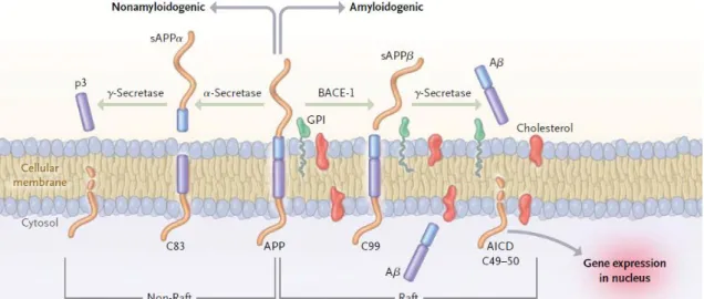 Figura  3:  Representación  de  la  creación  del  péptido  beta-amiloide.  Debido  a  la  acción  de  las 