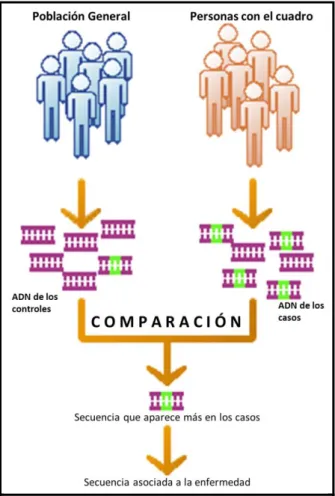 Figura 6. Esquema general de realización de  un GWAS 