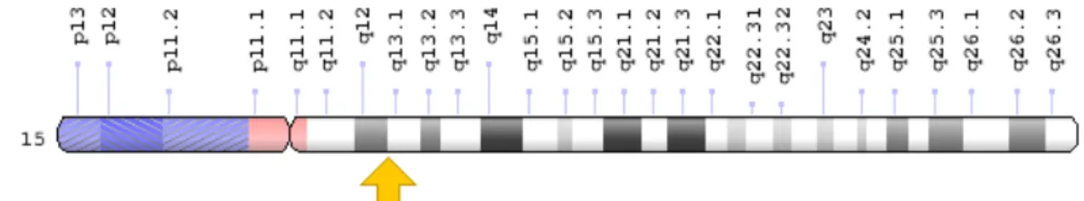 Figura	12.	Localización	de	gen	OCA	2.	 https://ghr.nlm.nih.gov/gene/OCA2#location	