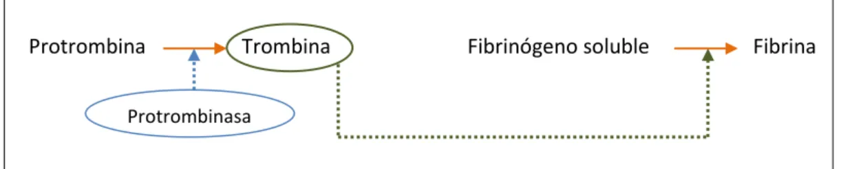 Figura 2. Intervención de los factores de la coagulación. Elaboración propia. 