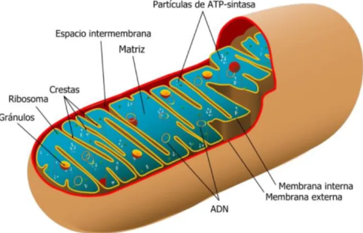 Figura 1. Estructura de la mitocondria