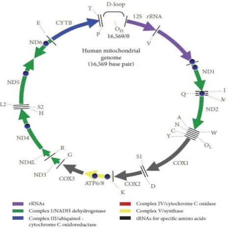 Figura 3. Secuencia mtDNA