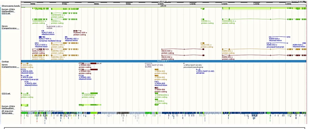 Figura 3. Diagrama en detalle de la región genómica afectada por la duplicación 1p36.33 en la que figuran los genes y afectados y sus isoformas 