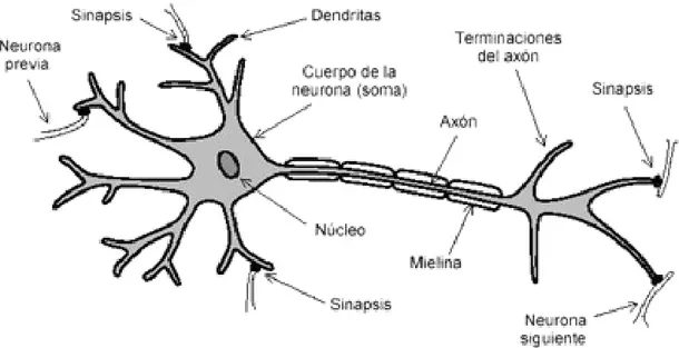 Figura 1. Estructura de una neurona 
