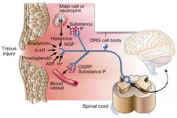 Figure 2: Inflammatory mediators released at the site of tissue injury. Some 