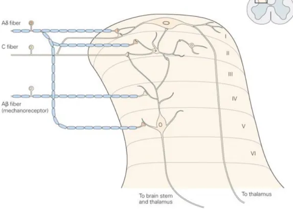 Figure 3: Schematic representation of the Rexed laminae organization in the 