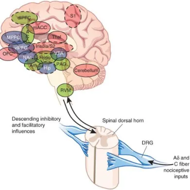 Figure  5:  Ascending  pathways,  subcortical  and  cortical  structures  related  with  pain  processing