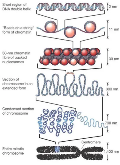 Figure 7: The organization of DNA within the chromatin structure. The lowest 