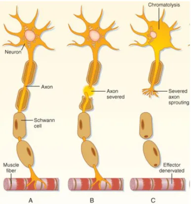Figure  12.  Scheme  of  a  neuron  undergoing  chromatolysis.  After  a  healthy 