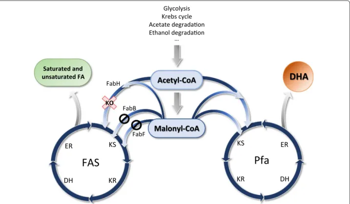 Fig. 4  Scheme that represents a model for metabolic utilization of acetyl‑CoA and malonyl‑CoA by FAS and Pfa pathways