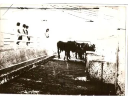 Fig. 1. Inspección Antemorten 