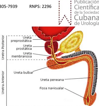 Fig. 1. Anatomía de la uretra masculina.  Uretra femenina:  