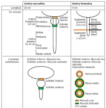 Fig. 2. Anatomía e histología uretral masculina y 