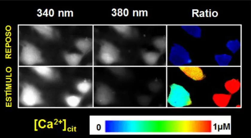 Figura 7: Imágenes de fluorescencia de calcio intracelular. Se trata de células excitadas a 