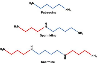 Figura  1:  Estructura  química  de  las  principales  poliaminas.  Se  trata  de  policationes 