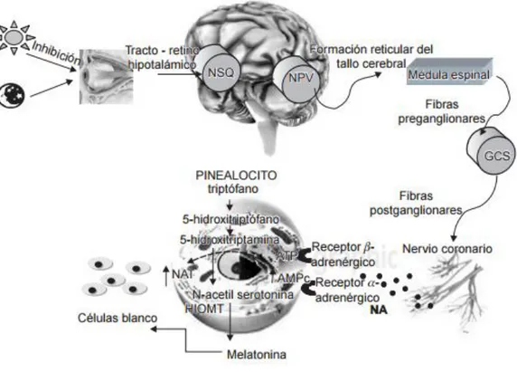 Figura 5: Lugar y síntesis de la melatonina (6) 